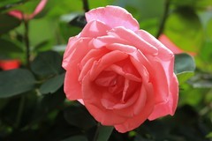拍摄花卉一（1161）
