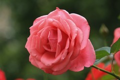 拍摄花卉一（1161）
