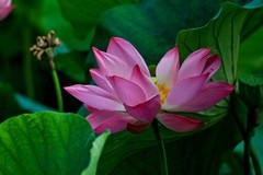 特写——盛夏的明湖荷