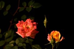 2026花卉植物赏析【1】