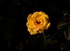 2026花卉植物赏析【1】