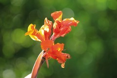 拍摄花卉一（862）