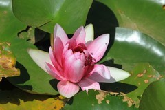 拍摄花卉一（862）