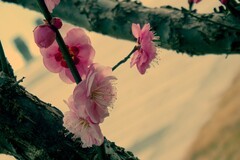 奥林巴斯SP-100EE杂拍