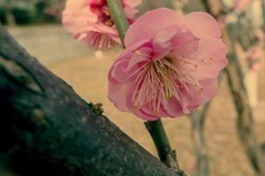 奥林巴斯SP-100EE杂拍