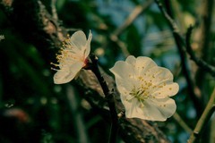 奥林巴斯SP-100EE杂拍