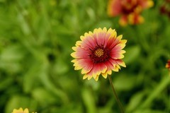 天人菊