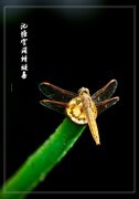 池塘空阔蜻蜓喜