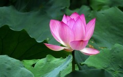 [26228] 流花湖的荷花（3）