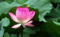 [26228] 流花湖的荷花（3）