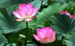 [26228] 流花湖的荷花（3）