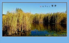 秋风吹芦舞婆娑