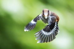 西双版纳的小精灵