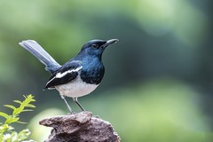 西双版纳的小精灵