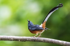 西双版纳的小精灵