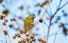 小黄雀（六十一）