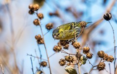 小黄雀（六十一）