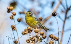 小黄雀（六十一）