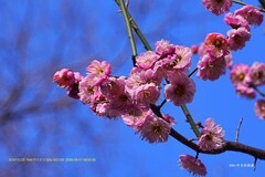 梅花