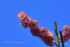 梅花