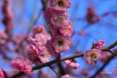 梅花
