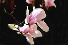 2026玉兰花（34）