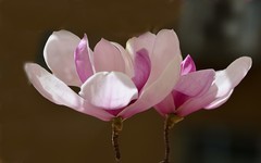 2026玉兰花（34）