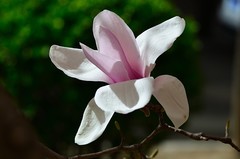 2026玉兰花（34）