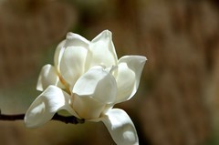 2026玉兰花（35）