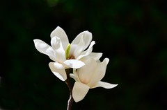 2026玉兰花（35）