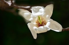 2026玉兰花（35）