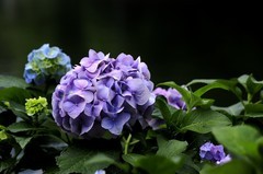 绣球花(3)