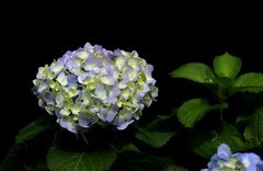 绣球花(3)