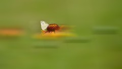 美人菊光影