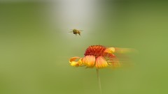 美人菊光影