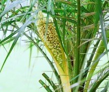 967【不老松：二游海南记实】北方没有的刺楑！