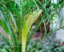 967【不老松：二游海南记实】北方没有的刺楑！