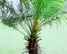 967【不老松：二游海南记实】北方没有的刺楑！