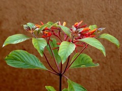 968【不老松：二游海南记实】长隔木!