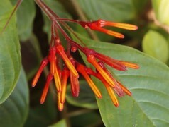 968【不老松：二游海南记实】长隔木!