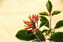 968【不老松：二游海南记实】长隔木!