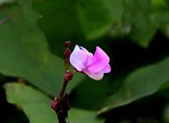 969【不老松：二游海南记实】豆角!