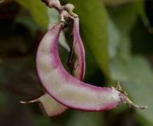 969【不老松：二游海南记实】豆角!