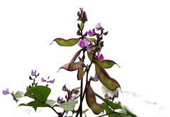 969【不老松：二游海南记实】豆角!