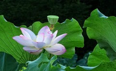 荷园随拍