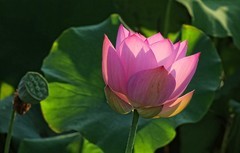 荷园随拍