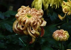 又是一年菊花季