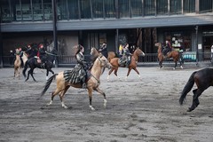 汗血宝马骑士--34---30