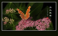恰似花中花的豹纹蛱蝶