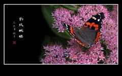 恰似花中花的豹纹蛱蝶